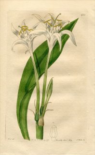 1819ǯ Edwards Botanical Register No.413 ҥХʲ ѥ󥯥° PANCRATIUM verecundum
