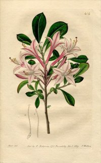 1819ǯ Edwards Botanical Register No.414 ĥĥ ĥĥ° AZALEA nitida