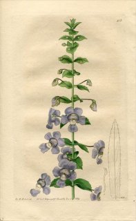 1819ǯ Edwards Botanical Register No.415 Х 󥲥˥° ANGELONIA salicariaefolia