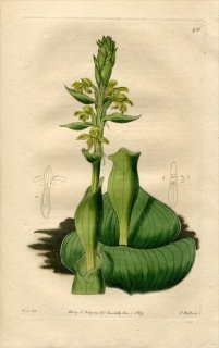 1819ǯ Edwards Botanical Register No.416  ƥꥦ° SATYRIUM cucullatum