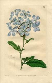 1819ǯ Edwards Botanical Register No.417 ޥĲ ޥĥ° ޥĥ PLUMBAGO capensis