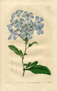 1819ǯ Edwards Botanical Register No.417 ޥĲ ޥĥ° ޥĥ PLUMBAGO capensis