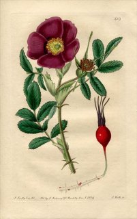 1819ǯ Edwards Botanical Register No.419 Х Х° ROSA kamchatica