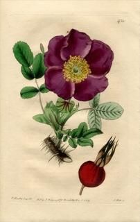 1819ǯ Edwards Botanical Register No.420 Х Х° ROSA ferox