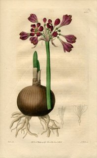 1820ǯ Edwards Botanical Register No.422 ҥХʲ ƥ° CALOSTEMMA purpureum