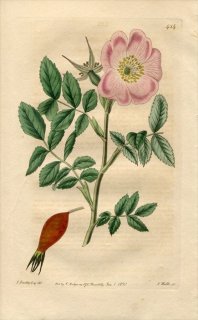 1820ǯ Edwards Botanical Register No.424 Х Х° ROSA alpina