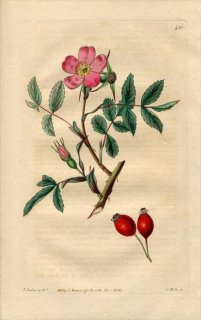 1820ǯ Edwards Botanical Register No.430 Х Х° ֥եꥢ ROSA rubrifolia