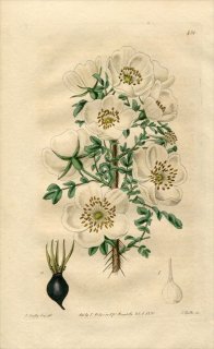 1820ǯ Edwards Botanical Register No.431 Х Х° ԥΥå ROSA spinosissima