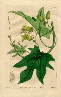1820ǯ Edwards Botanical Register No.433 ȥ ǥ˥° MODECCA lobata