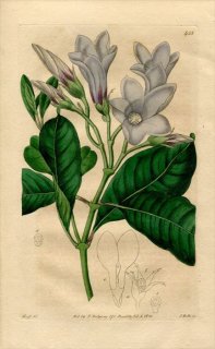 1820ǯ Edwards Botanical Register No.435 祦ȥ ץȥƥ° Хʥ CRYPTOSTEGIA grandiflora
