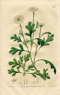 1821ǯ Edwards Botanical Register No.527  ƥߥ° ANTHEMIS apiifolia