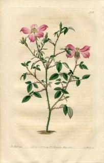 1821ǯ Edwards Botanical Register No.538 Х Х° ROSA lawranceana