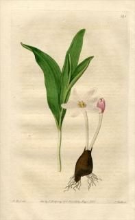 1821ǯ Edwards Botanical Register No.541 ̥ե 륭° COLCHICUM arenarium