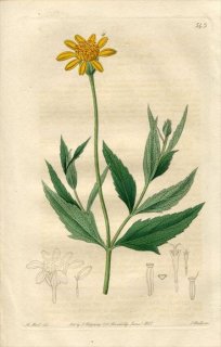 1821ǯ Edwards Botanical Register No.543  ϥޥ° WEDELIA hispida