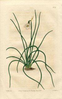 1821ǯ Edwards Botanical Register No.544 ҥХʲ Ρե졼 LEUCOJUM tricophyllum