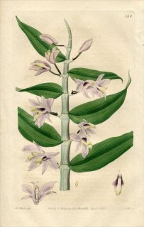 1821ǯ Edwards Botanical Register No.548  ǥɥӥ° DENDROBIUM cucullatum