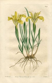 1821ǯ Edwards Botanical Register No.549  ° IRIS arenaria