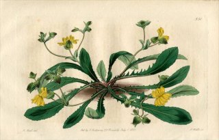 1821ǯ Edwards Botanical Register No.551 ȥ٥ 쥤° VELLEIA lyrata