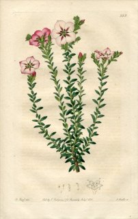 1821ǯ Edwards Botanical Register No.553 ߥ ǥʥɥ° DIOSMA amoena