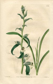 1821ǯ Edwards Botanical Register No.554 Х ꥹ° DIGITALIS orientalis