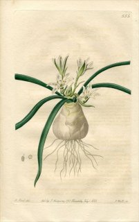 1821ǯ Edwards Botanical Register No.555  ޥ° ORNITHOGALUM fimbriatum