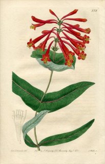 1821ǯ Edwards Botanical Register No.556  ° ĥ̥˥ɥ LONICERA sempervirens