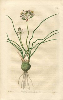 1821ǯ Edwards Botanical Register No.557  ֥° ALBUCA filifolia