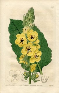 1821ǯ Edwards Botanical Register No.558 ޥΥϥ ⥦° VERBASCUM formosum