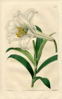 ユリ科 Liliaceae - アンティークプリント 博物画 ボタニカル