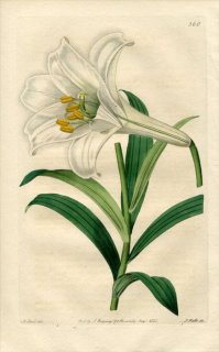 1821ǯ Edwards Botanical Register No.560  ° ƥåݥ LILIUM longiflorum
