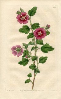 1821ǯ Edwards Botanical Register No.561  ˥° MALVA grossularifolia