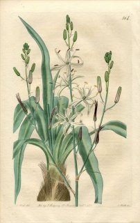 1821ǯ Edwards Botanical Register No.564  ƥꥯ° ANTHERICUM pomeridianum