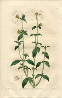 1821ǯ Edwards Botanical Register No.565 Υܥ ҥΥܥ° OSBECKIA zeylanica