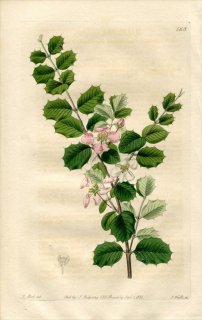 1821ǯ Edwards Botanical Register No.568 ȥΥ ޥԥ° ҥ饮ȥΥ MALPIGHIA coccifera