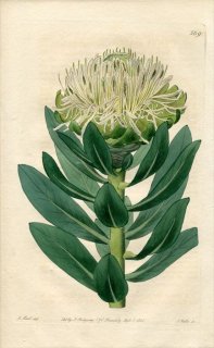 1821ǯ Edwards Botanical Register No.569 ޥ⥬ ץƥ° PROTEA grandiflora