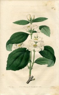 1821ǯ Edwards Botanical Register No.570  Хĥ° 襦Хĥ PHILADELPHUS grandiflorus