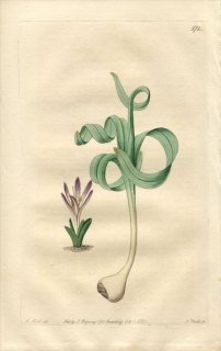 1821ǯ Edwards Botanical Register No.571 ̥ե 륭° COLCHICUM versicolor