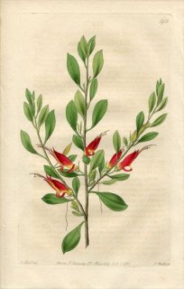 1821ǯ Edwards Botanical Register No.572 ޥΥϥ ե° STENOCHILUS glaber