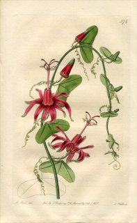 1821ǯ Edwards Botanical Register No.574 ȥ ȥ° PASSIFLORA Murucuja