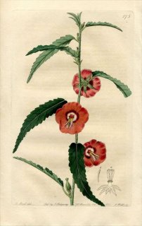 1821ǯ Edwards Botanical Register No.575  °  PENTAPETES phoenicea