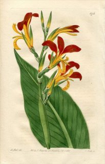 1821年 Edwards Botanical Register No.576 カンナ科 カンナ属 CANNA patens