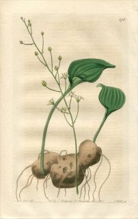 1821ǯ Edwards Botanical Register No.578  ꥪڥޥ° ERIOSPERMUM pubescens
