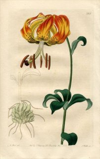 1821ǯ Edwards Botanical Register No.580  ° LILIUM carolinianum