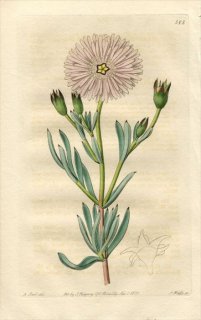 1821ǯ Edwards Botanical Register No.582 ϥޥߥʲ ᥻֥ꥢƥޥ° MESEMBRYANTHEMUM blandum ¿ʪ