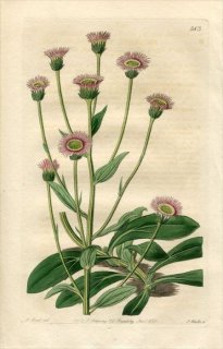 1821ǯ Edwards Botanical Register No.583  ५⥮° ERIGERON Villarsii