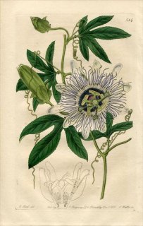 1821ǯ Edwards Botanical Register No.584 ȥ ȥ° PASSIFLORA filamentosa