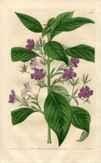 1821年 Edwards Botanical Register No.585 キツネノマゴ科 ルエリア属 RUELLIA paniculata