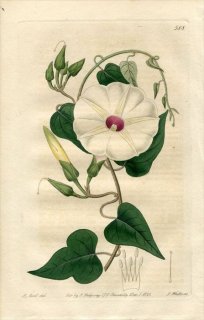 1821年 Edwards Botanical Register No.588 ヒルガオ科 サツマイモ属 IPOMOEA pandurata