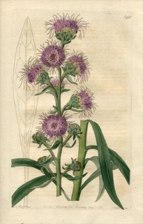 1821ǯ Edwards Botanical Register No.590  ꥢ° LIATRIS scariosa