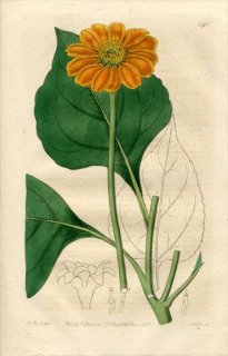 1822ǯ Edwards Botanical Register No.591  ˥ȥ٥° TITHONIA tagetiflora